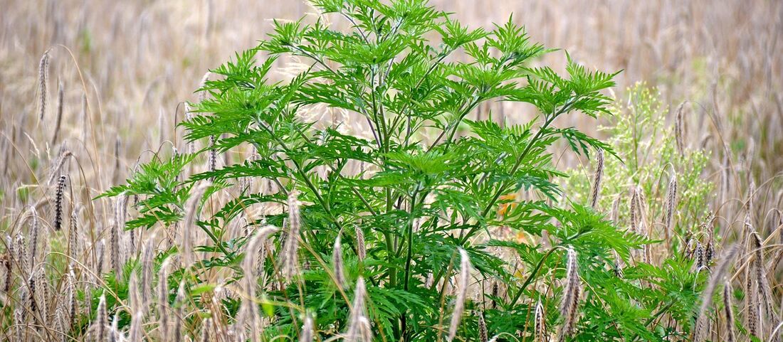 Ambrosia-Allergie: Aggressiv und bis in den Herbst