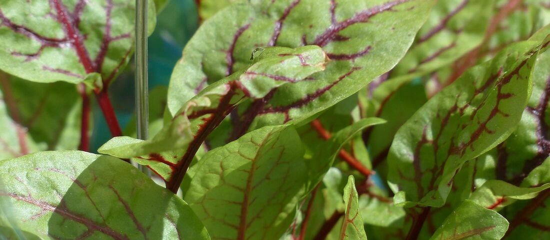 Ampferpollen: Wiesenkraut mit mäßiger Belastung