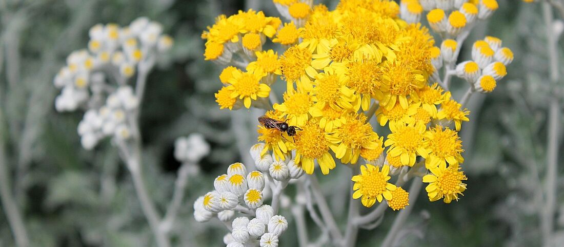 Beifußpollen-Allergie: Aggressiver Spätsommer-Auslöser