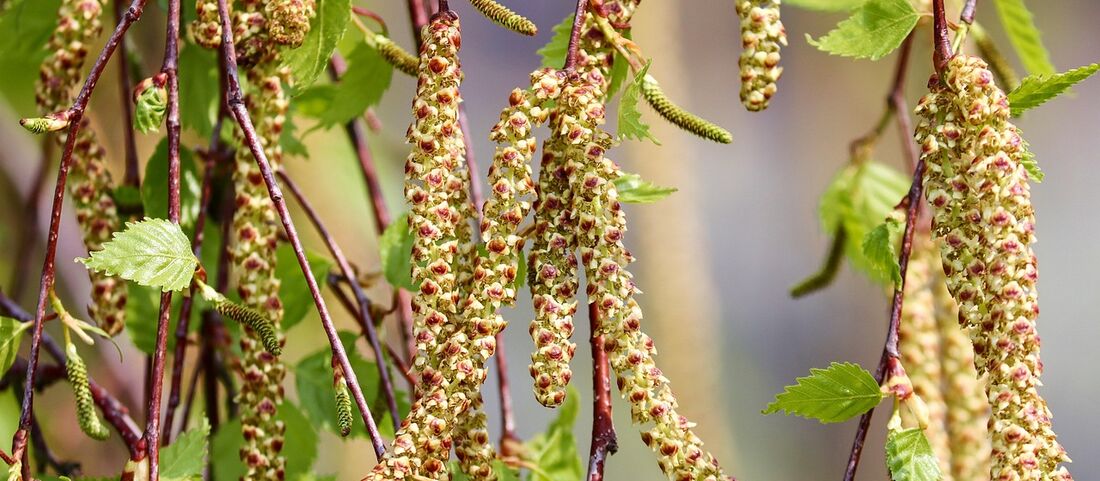 Birkenpollen-Allergie: Saison, Symptome und Kreuzallergien