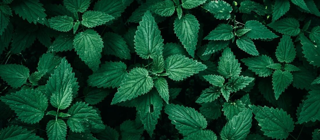 Brennnesselpollen: Sehr verbreitet, aber schwach allergen