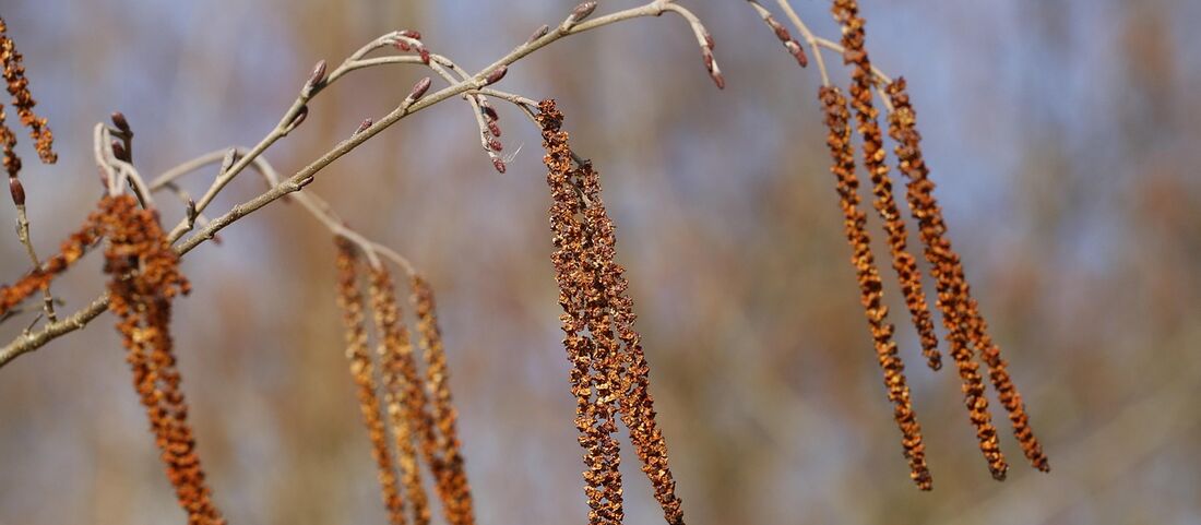 Erlenpollen-Allergie: Frühblüher und Birken-Verwandte
