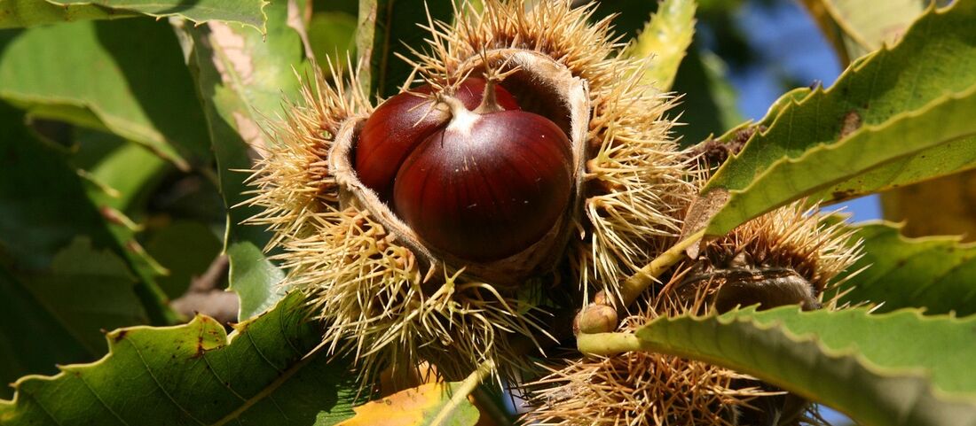 Esskastanienpollen: Ein Sonderfall des Südwestens