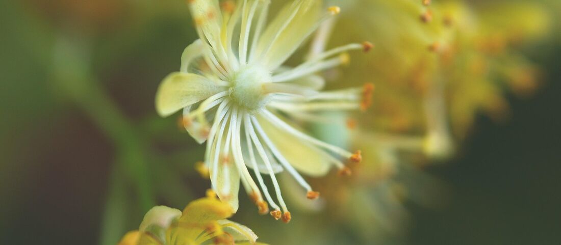 Lindenpollen: Sommerblüher mit milder Wirkung