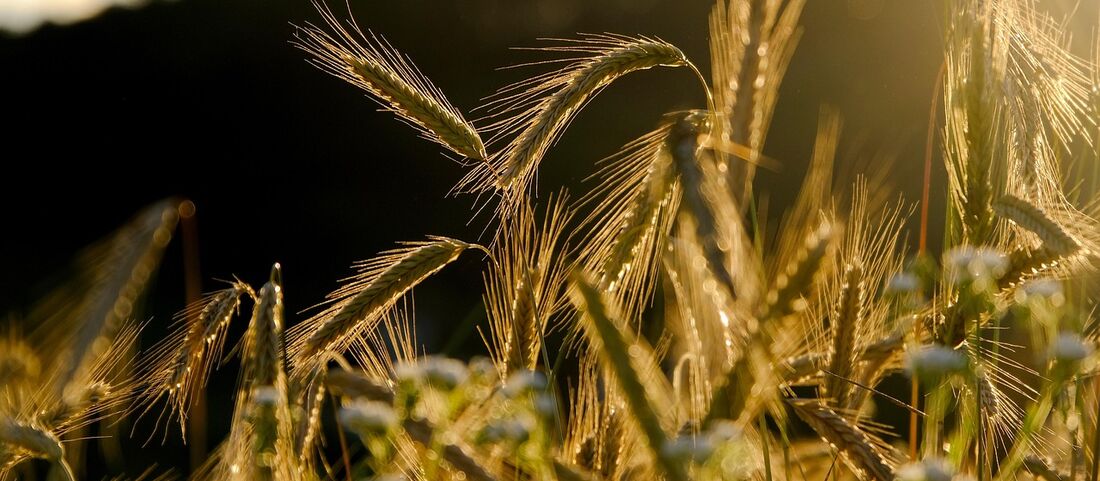 Roggenpollen-Allergie: Das stärkste Getreidegras