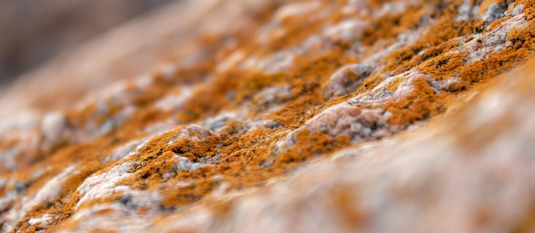 Schimmelpilzsporen: Allergie auch außerhalb der Pollensaison