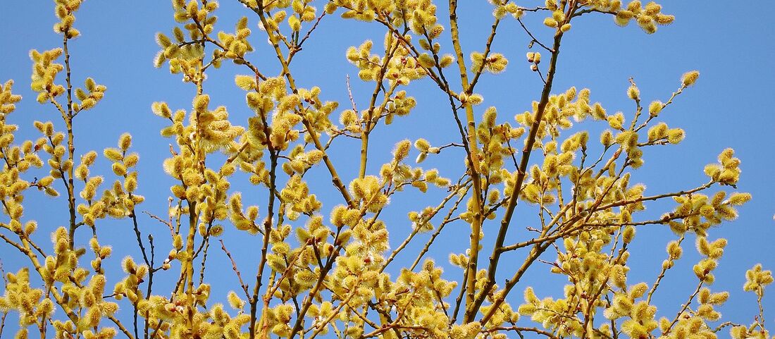Weidenpollen: Früher Frühblüher mit milder Wirkung